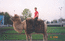 04.05.02 Хазар на верблюде (на казанском верблюде)